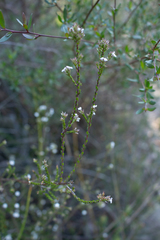 Leucopogon microphyllus