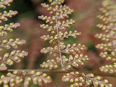 Dryopteris paleolata