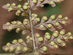 Dryopteris paleolata
