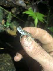 Potamites strangulatus