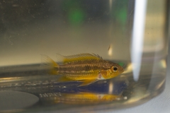 Apistogramma bitaeniata