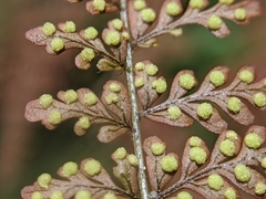 Dryopteris paleolata
