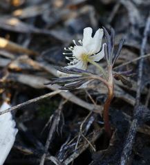 Anemonoides amurensis