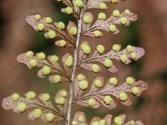 Dryopteris paleolata