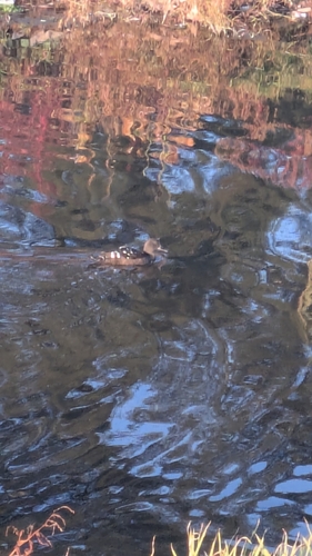 iNaturalist image