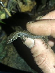 Potamites strangulatus