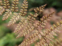 Dryopteris paleolata