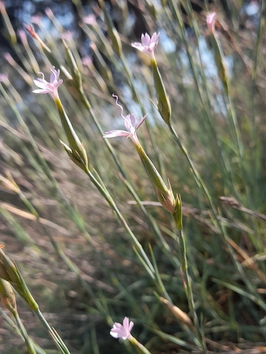 Dianthus pyrenaicus, photograph 6