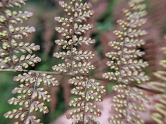 Dryopteris paleolata