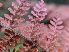 Dryopteris paleolata