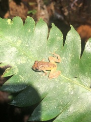 Pristimantis mallii