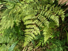 Dryopteris paleolata