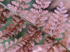 Dryopteris paleolata