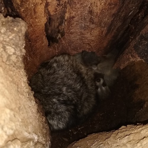 Common Raccoon photographed in Connecticut