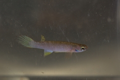 Rivulus