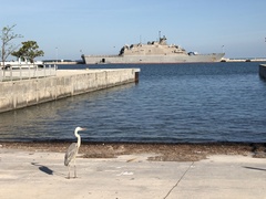 Ardea herodias occidentalis × wardi