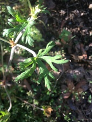 Geranium bicknellii