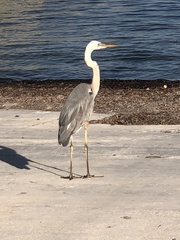 Ardea herodias occidentalis × wardi
