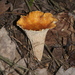 Scaly Chanterelle - Photo (c) Colin Rose, some rights reserved (CC BY)