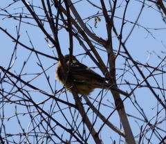 Emberiza citrinella