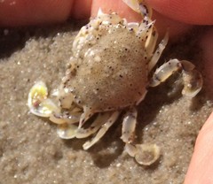 Matutidae