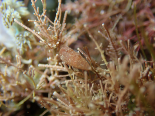 Turbonilla observed 2026-06-16