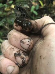 Potamites strangulatus
