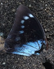 Charaxes phaeus