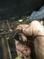 Potamites strangulatus