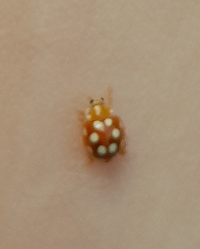 12-spot ladybird