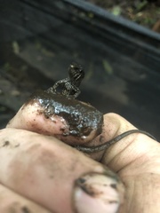 Potamites strangulatus