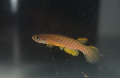 Anablepsoides rubrolineatus