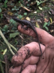 Potamites strangulatus