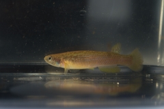 Anablepsoides rubrolineatus