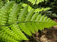 Diplazium doederleinii