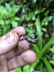 Pristimantis ventrimarmoratus