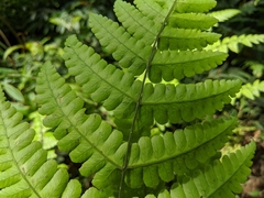 Diplazium doederleinii