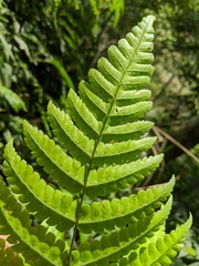 Diplazium doederleinii