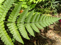 Diplazium doederleinii