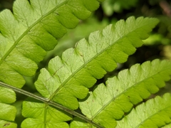 Diplazium doederleinii