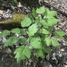 Actaea rubifolia - Photo (c) abelkinser, osa oikeuksista pidätetään (CC BY-NC)
