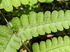 Diplazium doederleinii