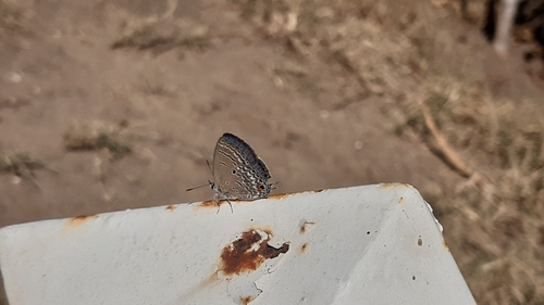 Plains Cupid