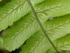 Diplazium doederleinii