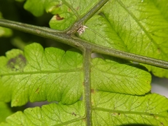 Diplazium doederleinii
