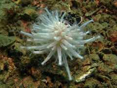 Veretillidae