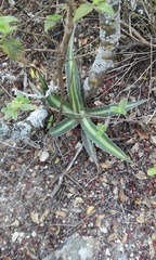 Agave univittata