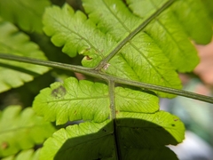 Diplazium doederleinii