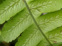 Diplazium doederleinii