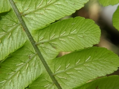 Diplazium doederleinii